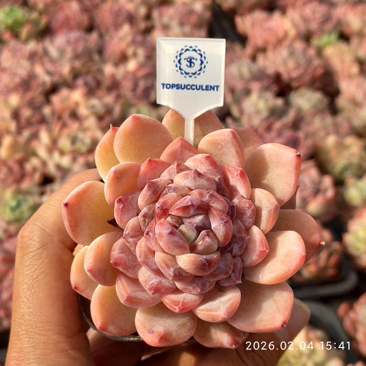25994 Echeveria Ice Grape (6.5cm pot size)