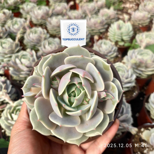 20832 Echeveria Lola (12cm pot size)