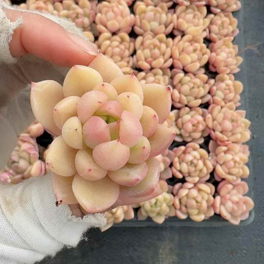 26129 Echeveria Velvet Candy (5cm pot size)