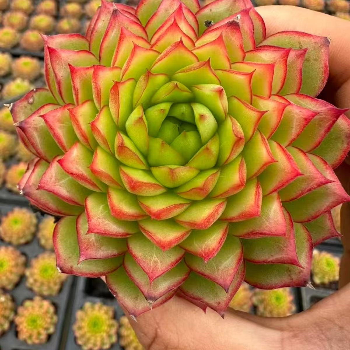 21188 Echeveria Bourne Supremacy (7cm pot size)