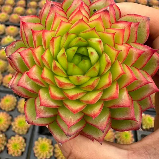 21188 Echeveria Bourne Supremacy (7cm pot size)