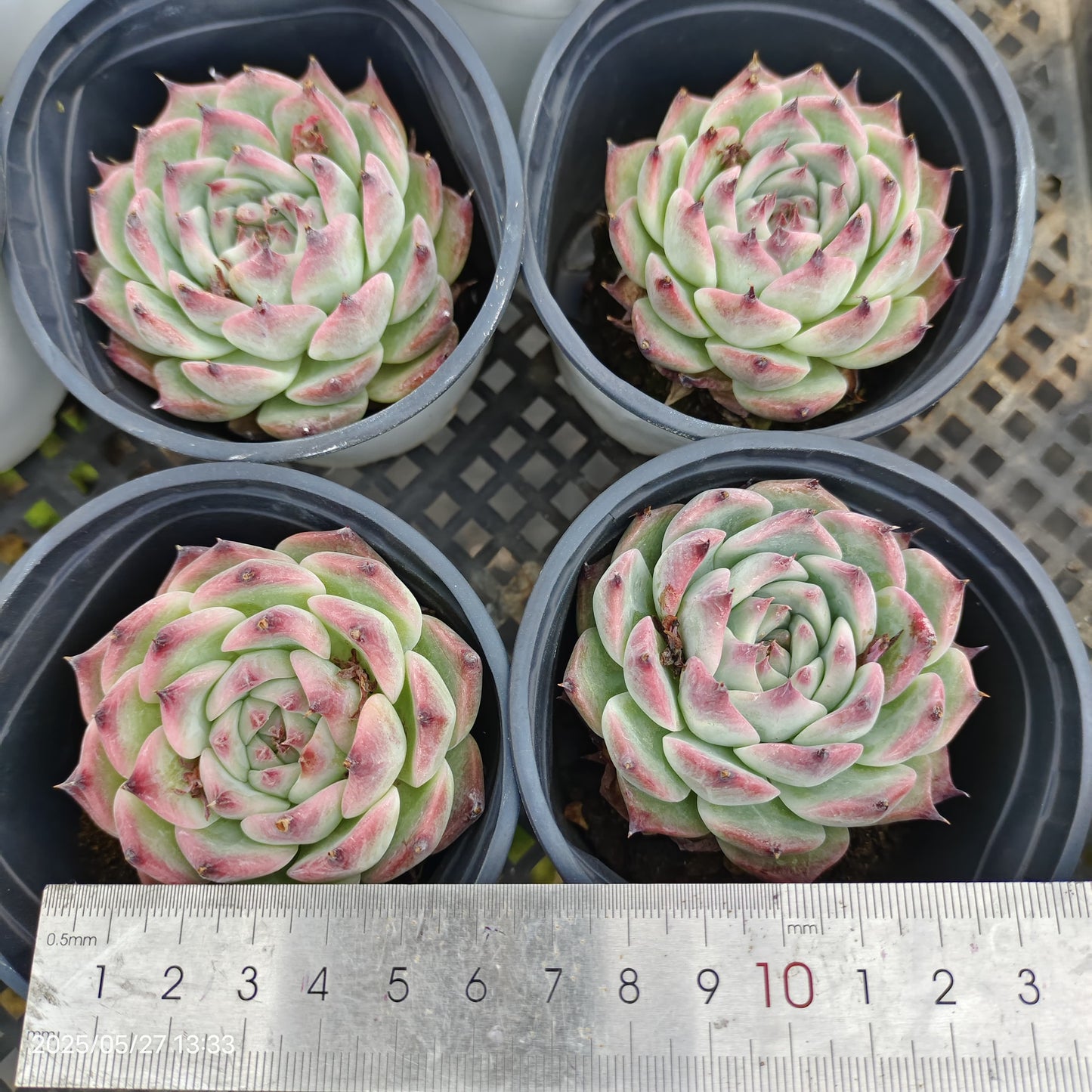 0353 Echeveria Chihuahuaensis (9cm pot size)