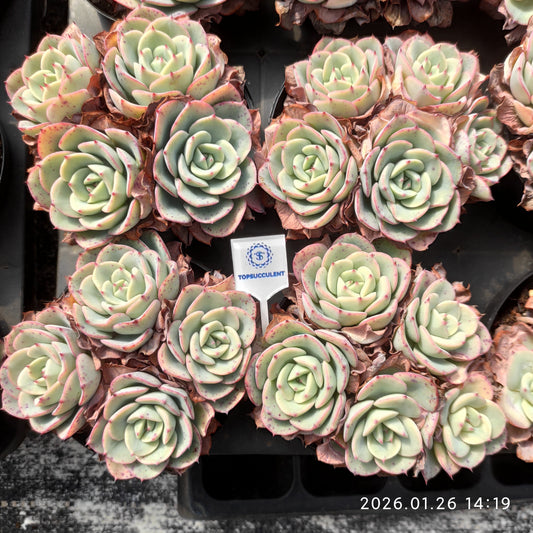 25522 Echeveria Peaches & Cream (9cm pot size)