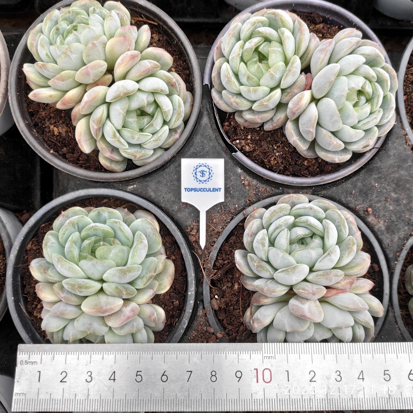 23712 Echeveria White Lover (9cm pot size)