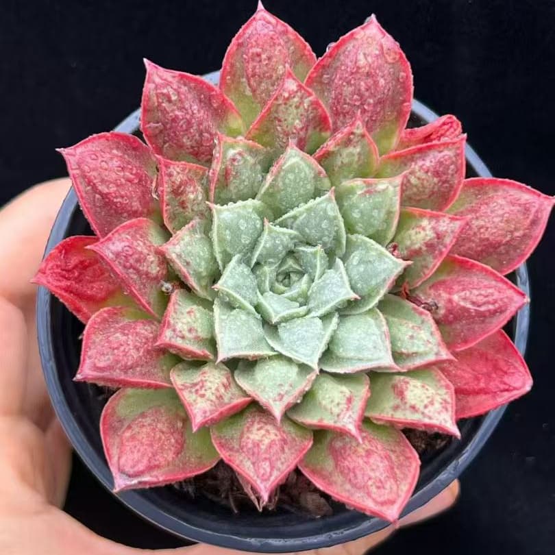 BL2056 Echeveria Longissima Drops(9cm pot size)