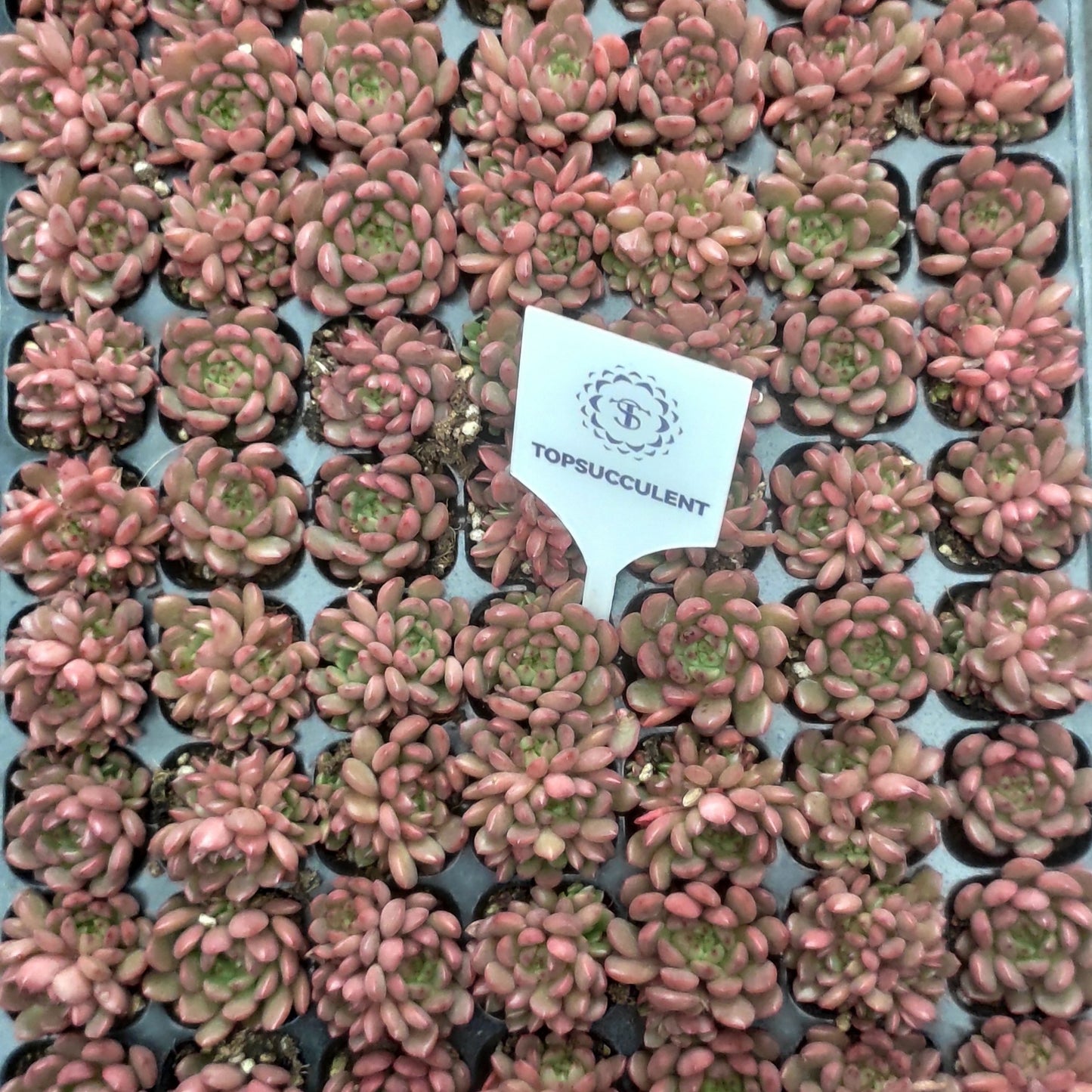 23974 Echeveria Pink Rubby (3cm pot size)