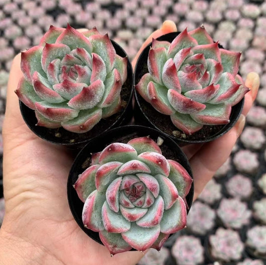 DWZ103 Echeveria Chihuahuaensis Hyb