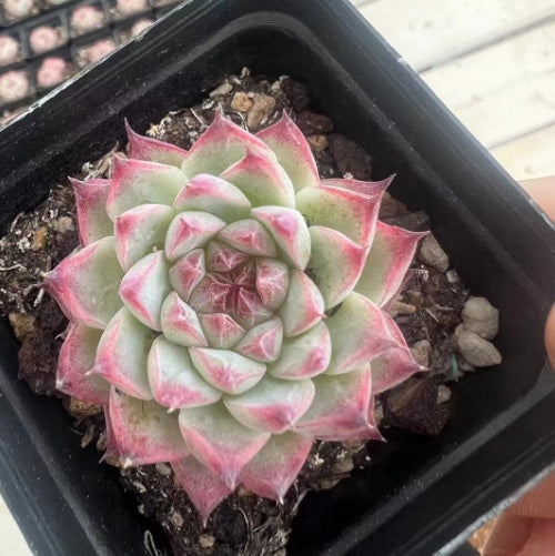 BL1327 Echeveria Colorata x Casio