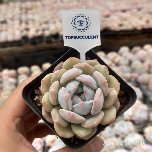 25649 Echeveria Orange Monroe (7cm pot size)