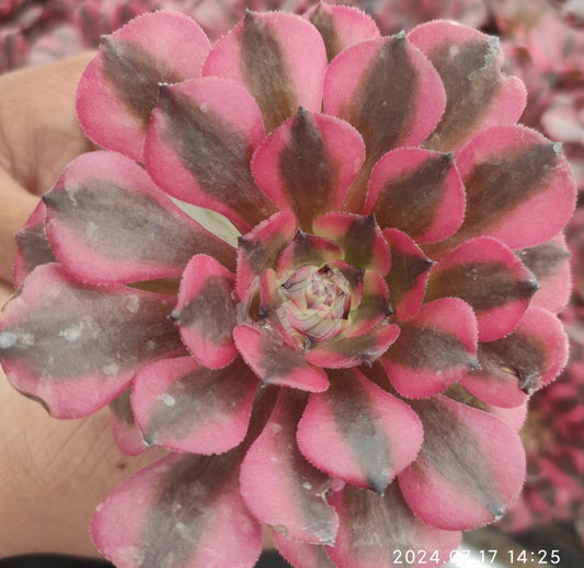 ON308 Aeonium Beauty Girl