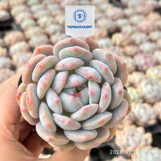 80514 Echeveria Orange Monroe (6.5cm pot size)