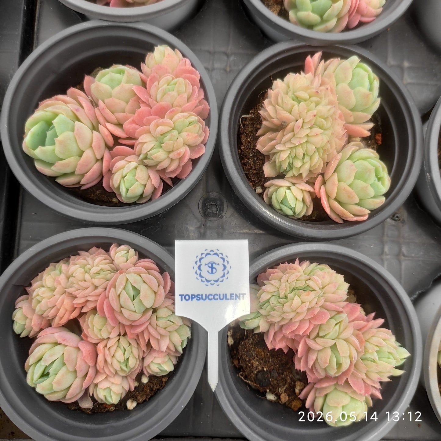 360513 Echeveria Lemon Berry Cristata (9cm pot size)