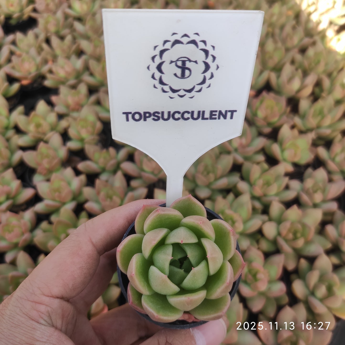 11478 Echeveria Ice City (5.5cm pot size)