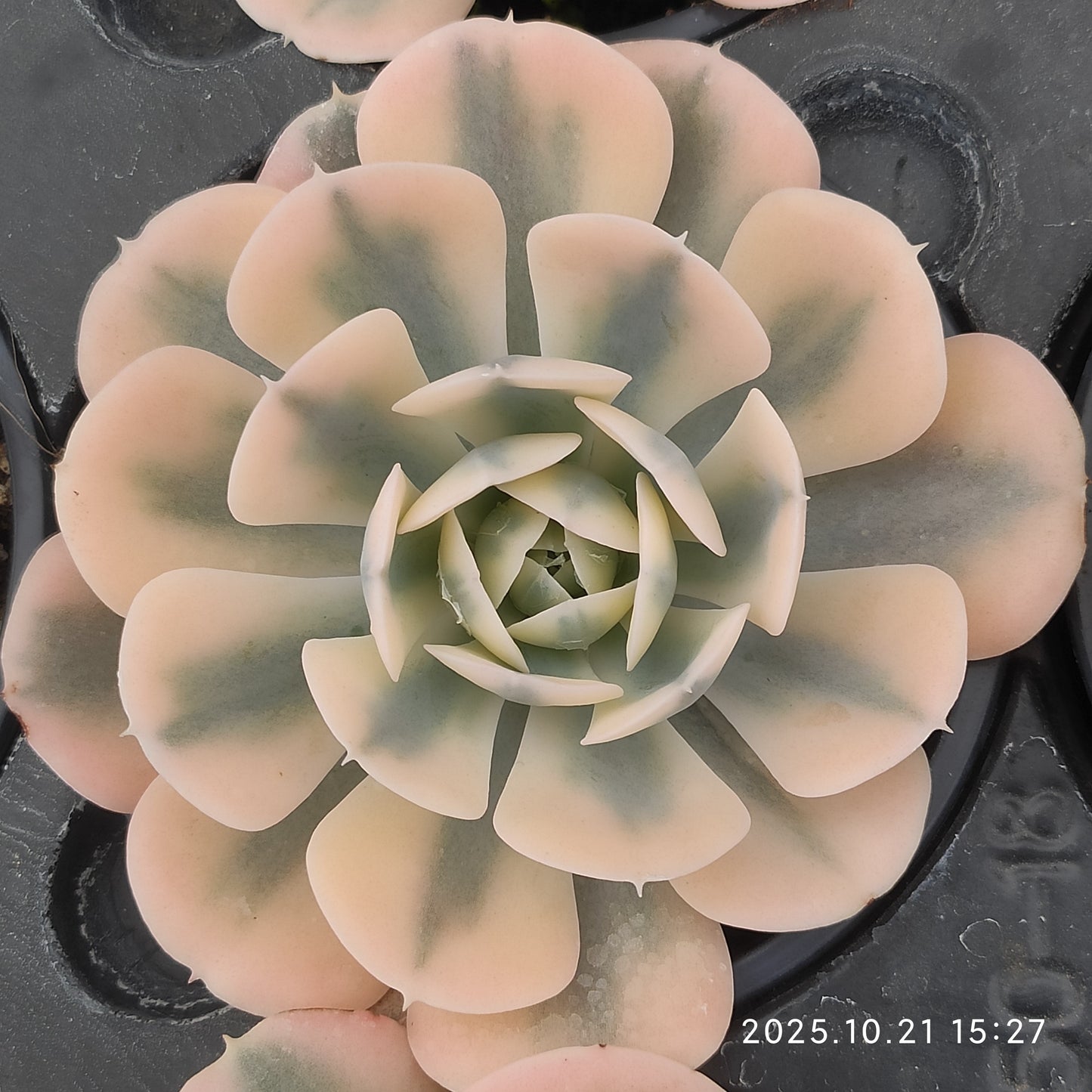 13735 Echeveria Makabenia Variegated (9cm pot size)