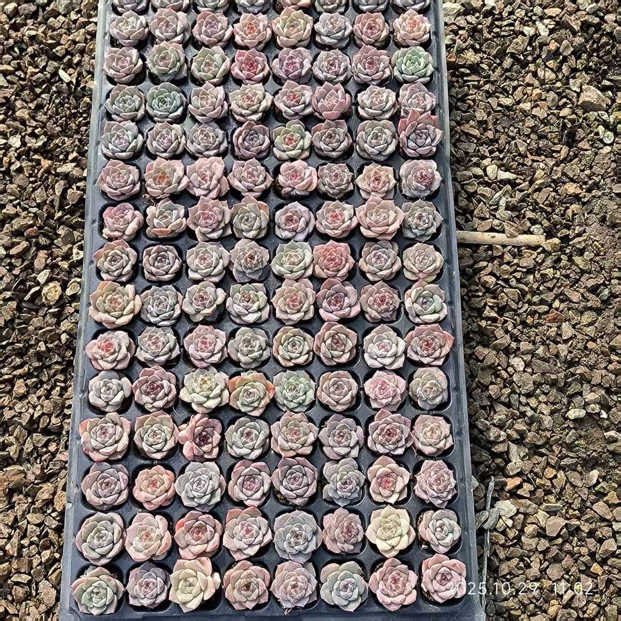 21699 Echeveria Ice Spirit hyb (3cm pot size)