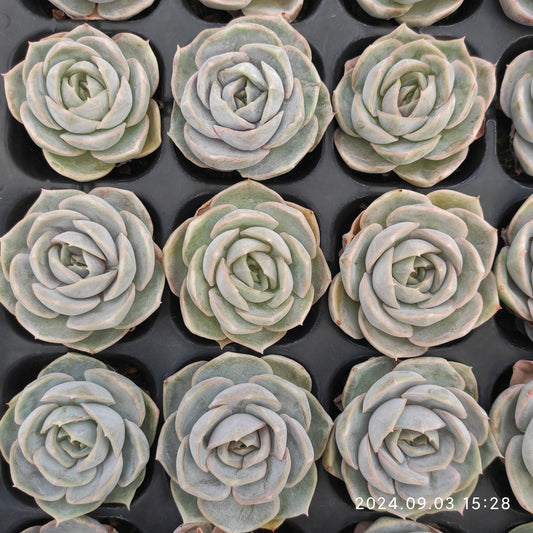 QN232 Echeveria Blue Surprise