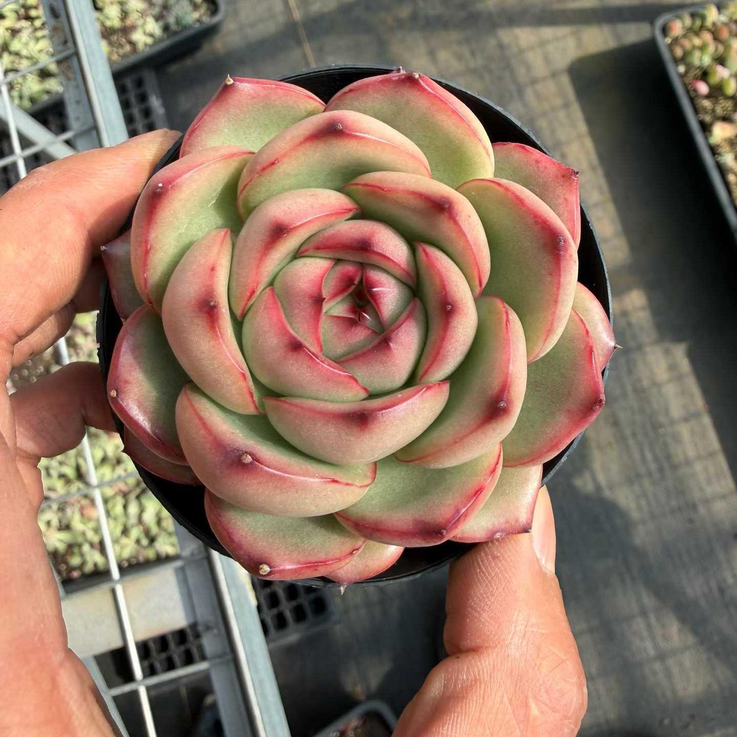 25784 Echeveria Marlboro (9cm pot size)