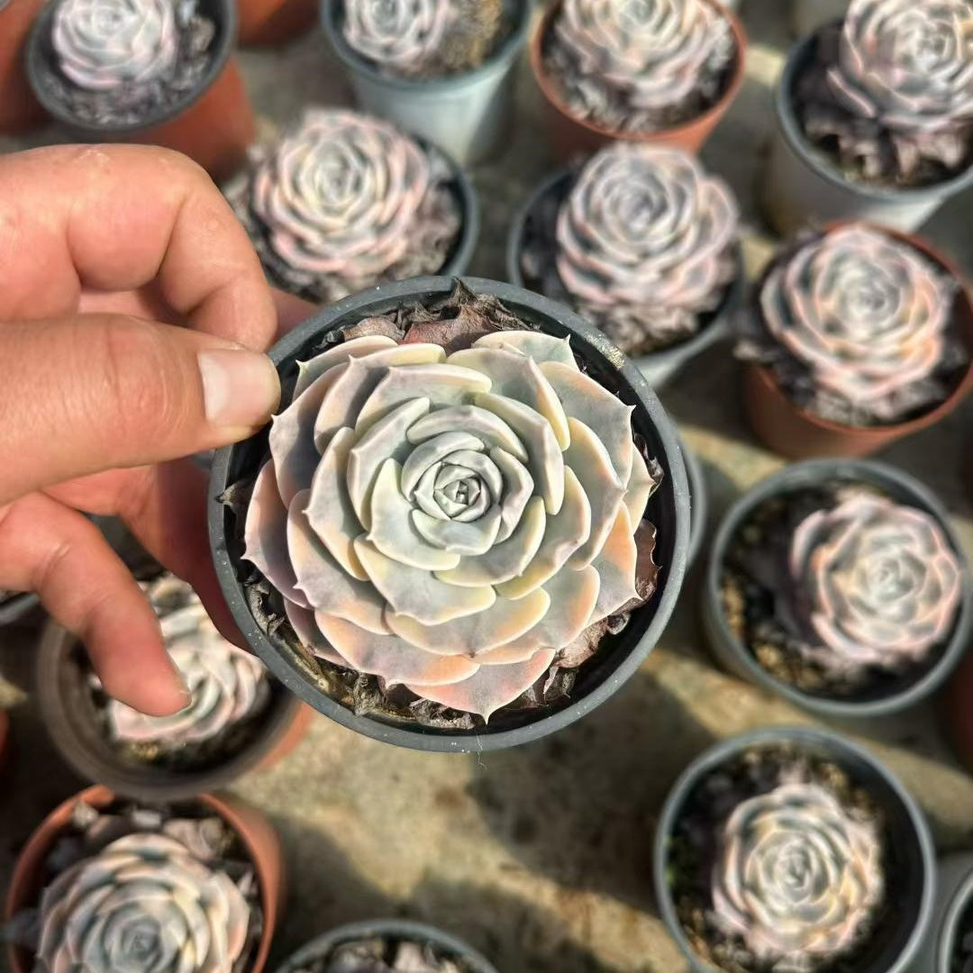 25716 Echeveria Makabenia Variegated (9cm pot size)