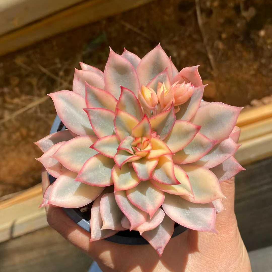 15440 Echeveria Esther Variegated (9cm pot size)