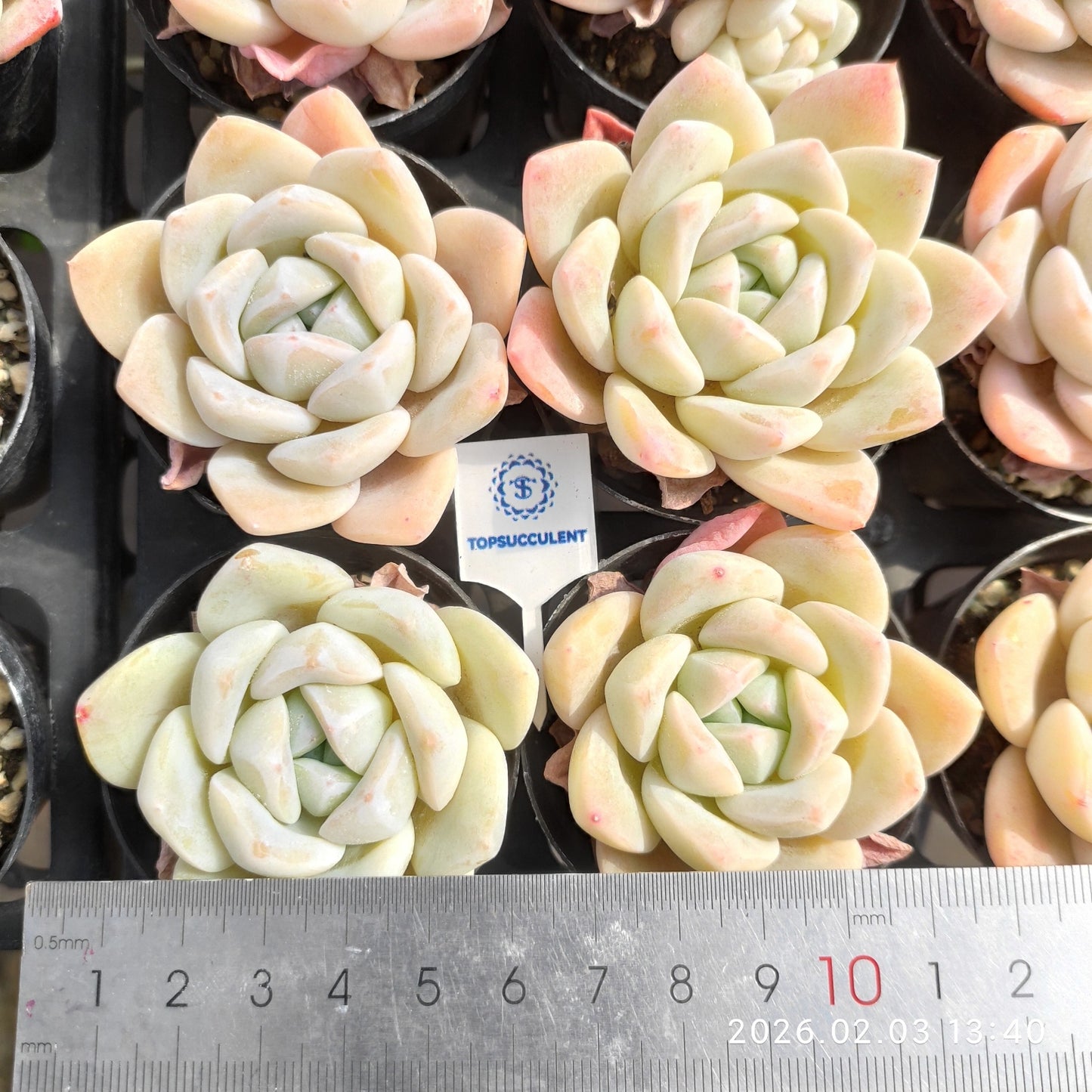 25654 Echeveria Jade Butterfly (6cm pot size)
