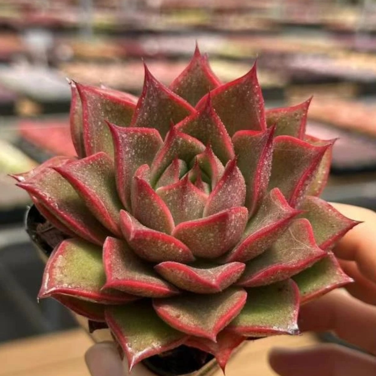 21271 Echeveria Mangrove (7cm pot size)