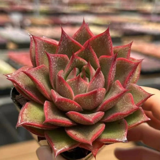 21271 Echeveria Mangrove (7cm pot size)