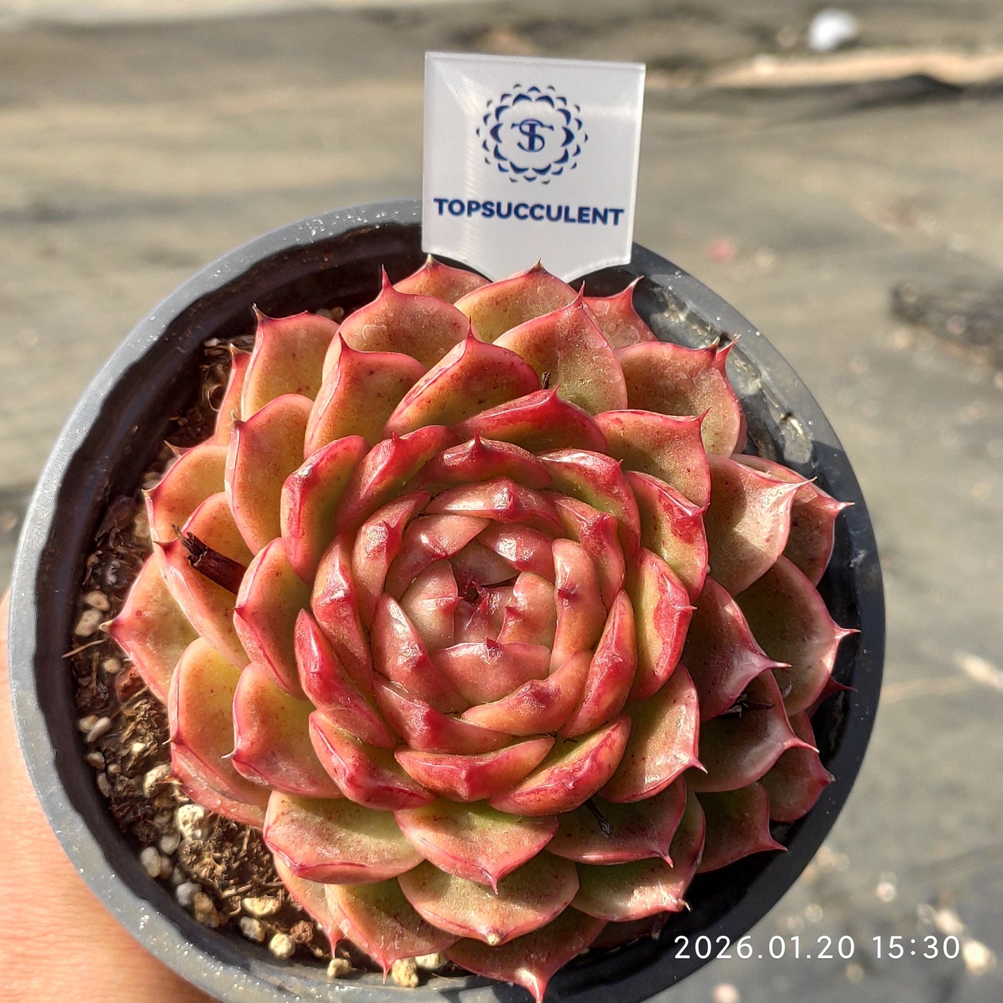 24905 Echeveria Ciliax (9cm pot size)