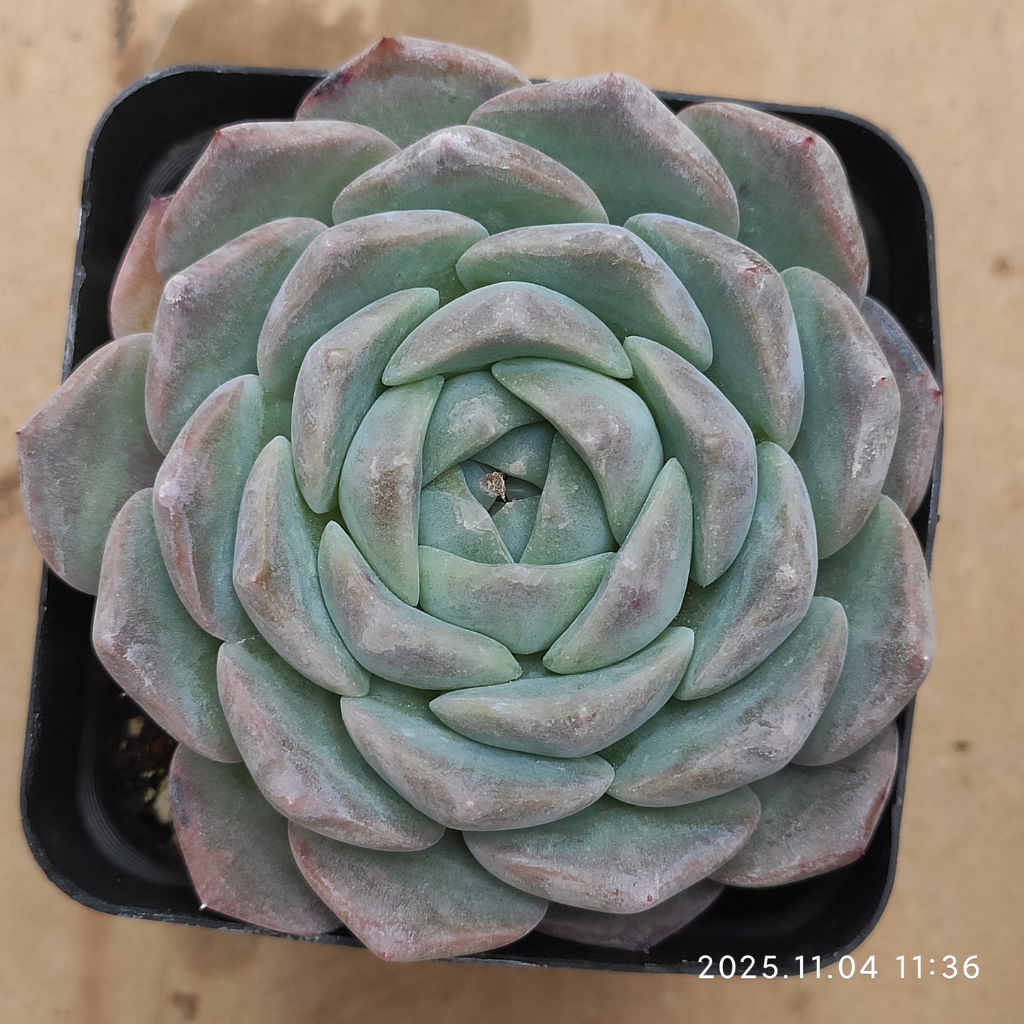 19881 Echeveria Pure Love (7cm pot size)