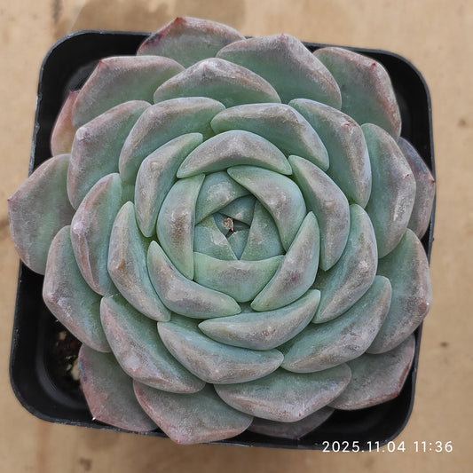 19881 Echeveria Pure Love (7cm pot size)