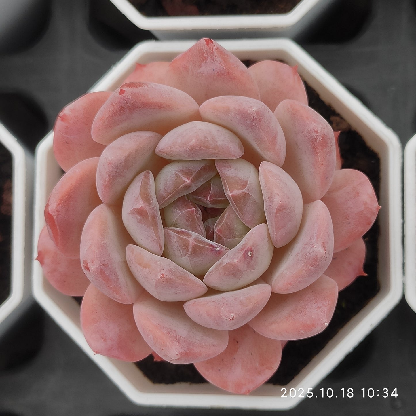 21545 Echeveria Pink Ice (7cm pot size)