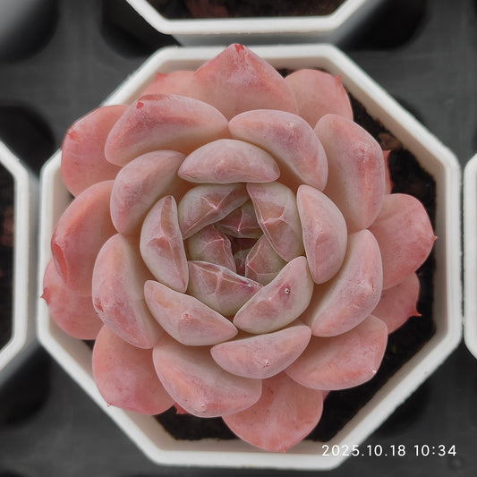 21545 Echeveria Pink Ice (7cm pot size)
