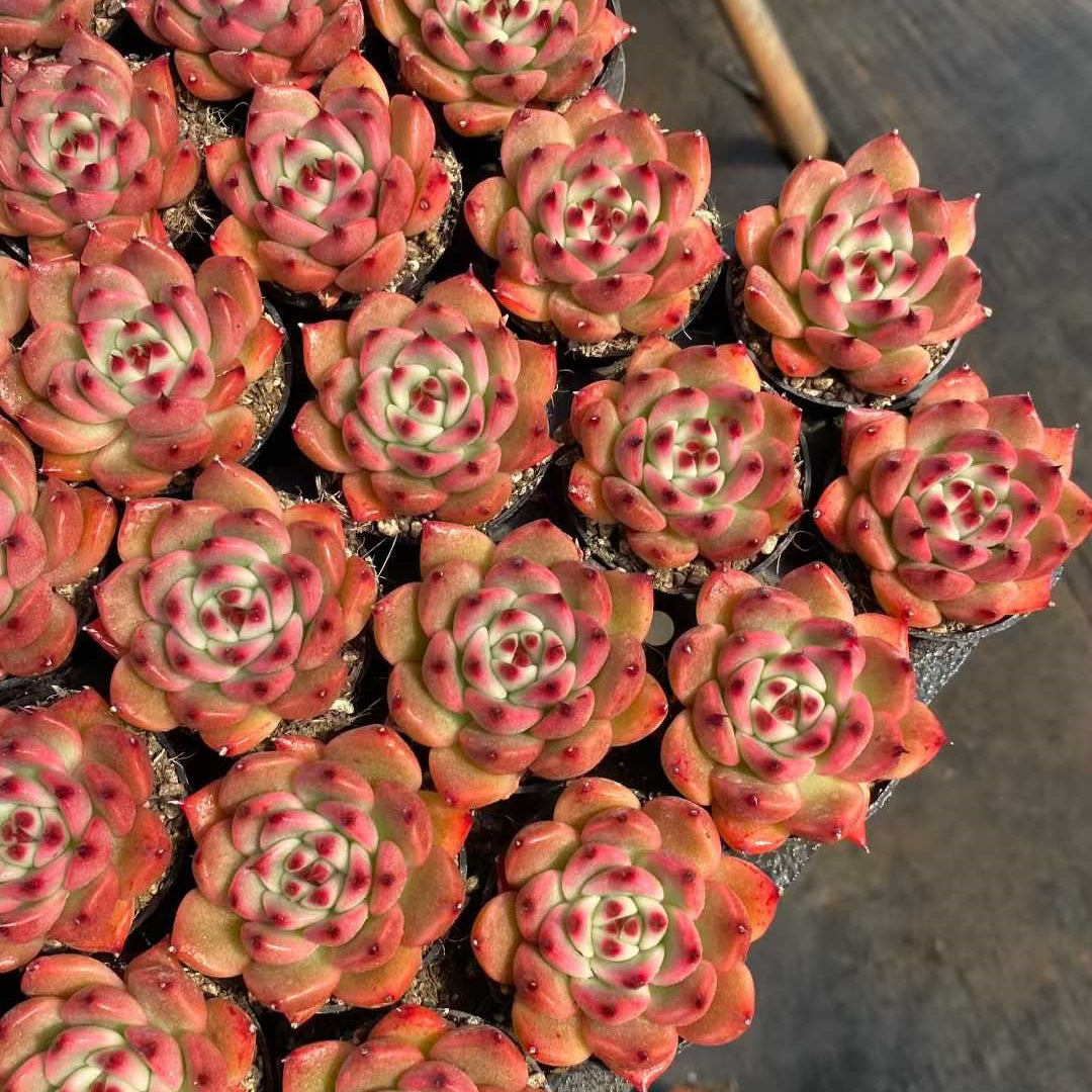 24791 Echeveria Garcia (5.5cm pot size)