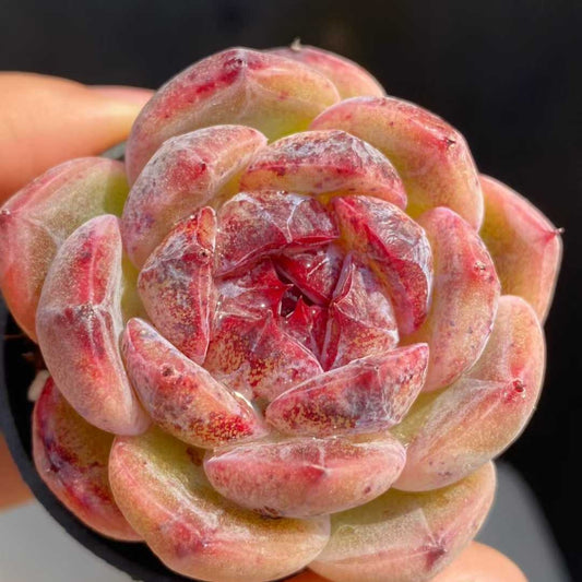 22790 Echeveria Edulis Maxim (5.5cm pot size)