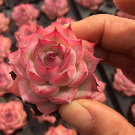 23898 Echeveria Silhouette (5cm pot size)