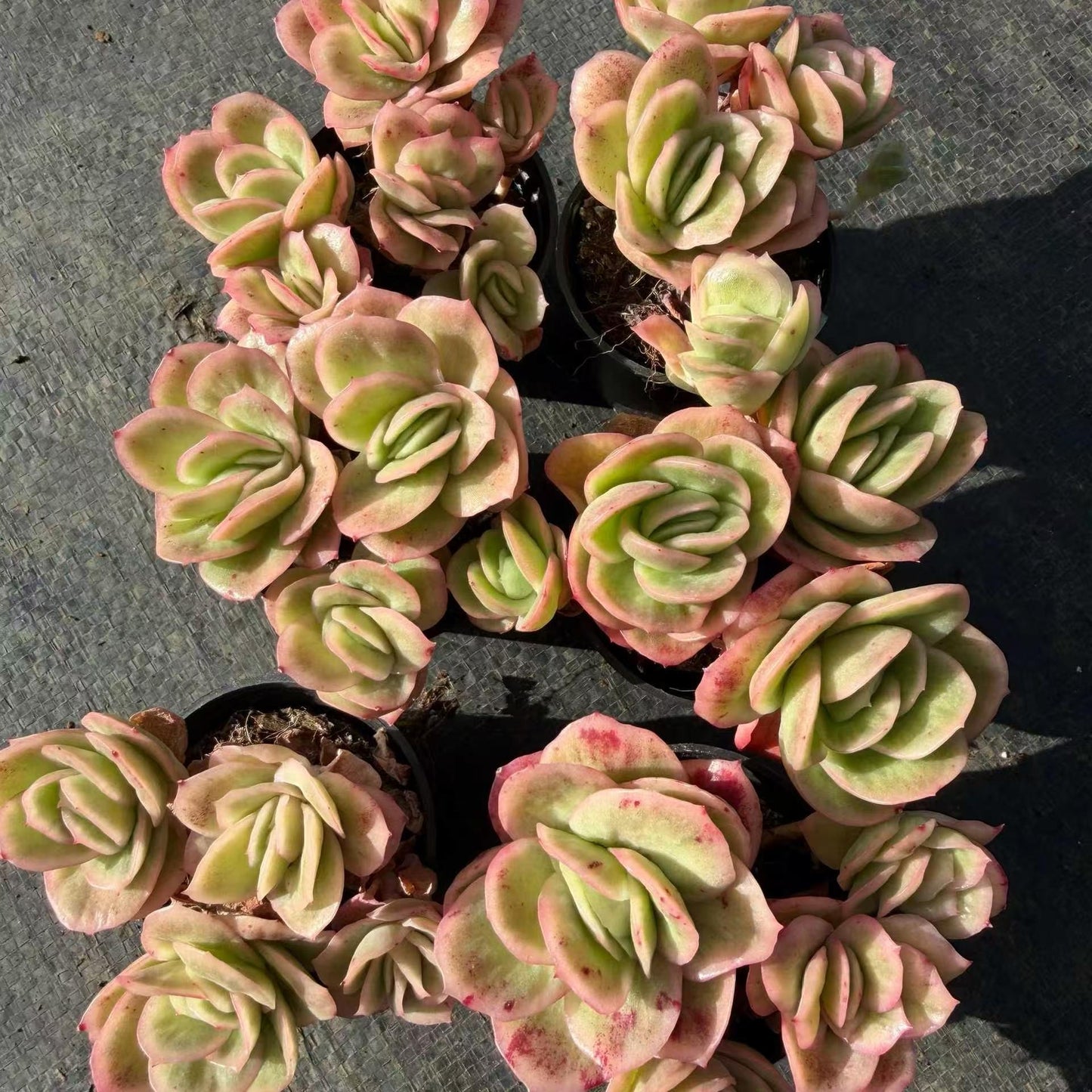 23383 Echeveria Ice Rose (5.5cm pot size)