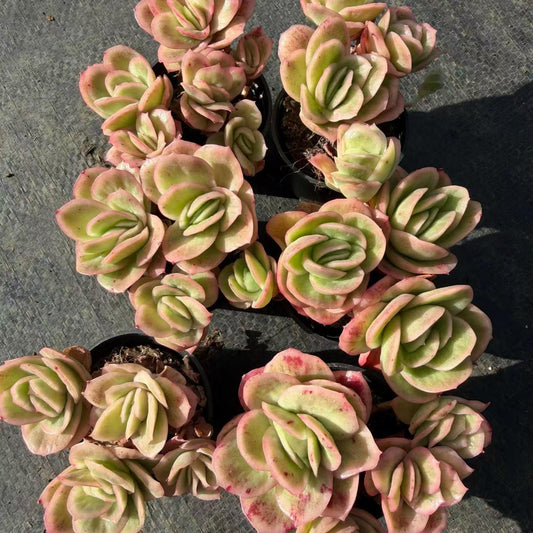 23383 Echeveria Ice Rose (5.5cm pot size)