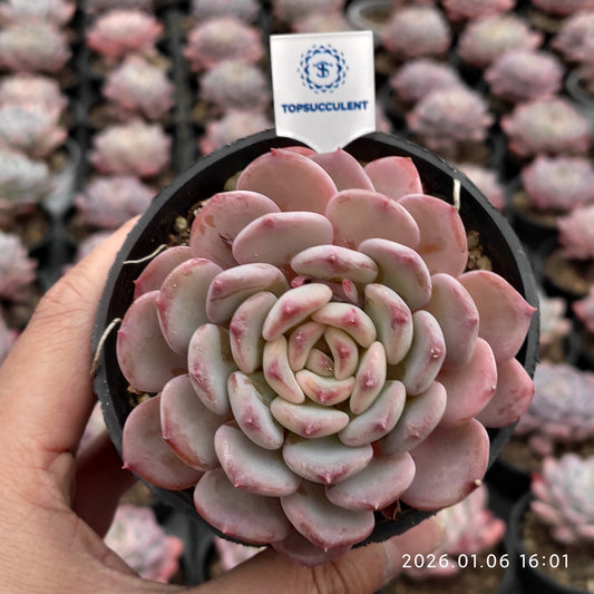 18917 Echeveria Pink Jenny (9cm pot size)