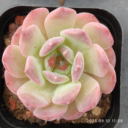 HG079 Echeveria Amazing Grace x Star Mark(7cm pot size)