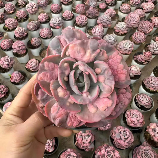 24376 Echeveria Rain Drops Variegated (11cm pot size)