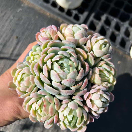 23192 Echeveria Berry (12cm pot size)