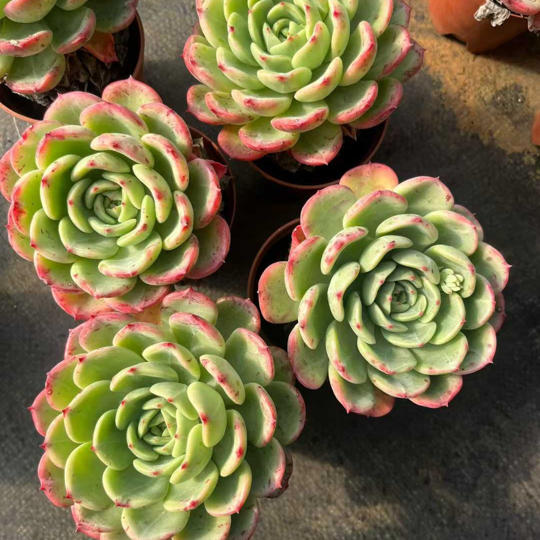 25311 Echeveria Shalmon (9cm pot size)