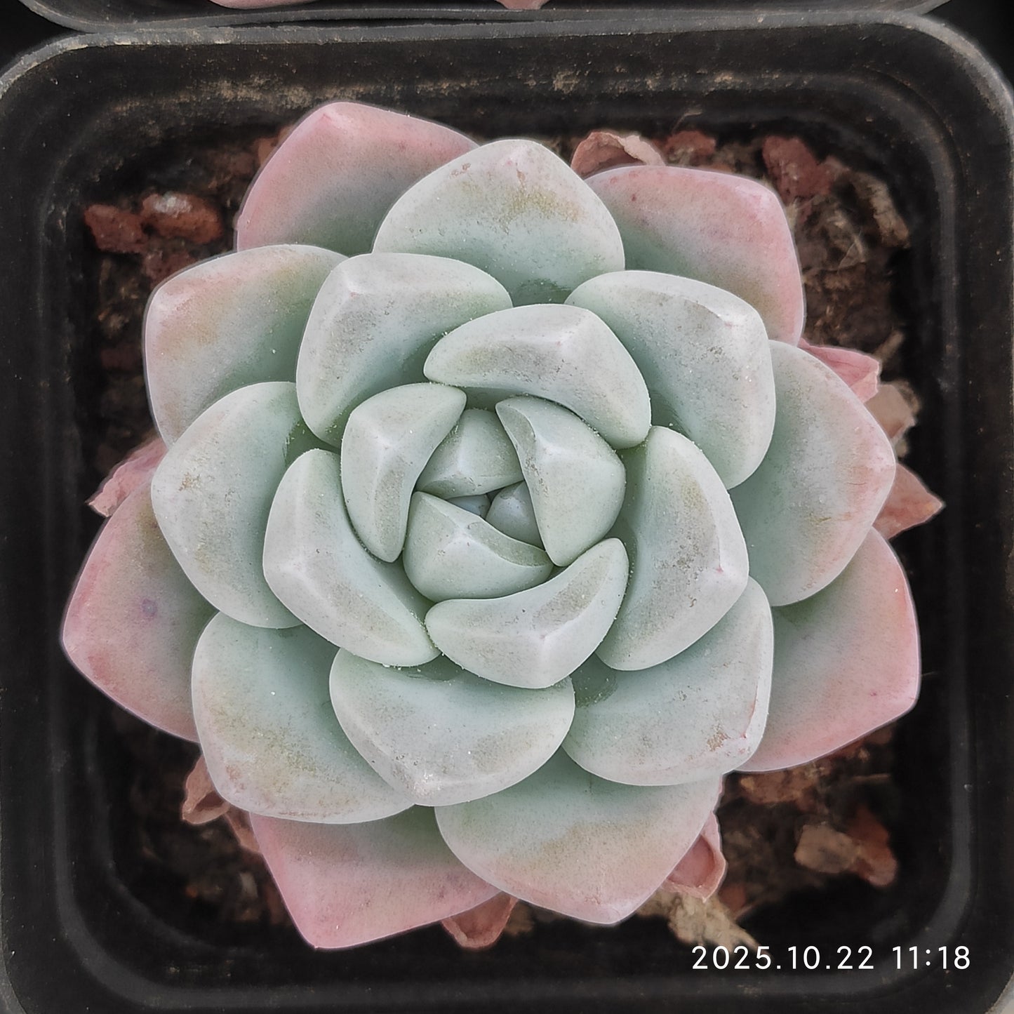 18854 Echeveria Jade Butterfly (7cm pot size)