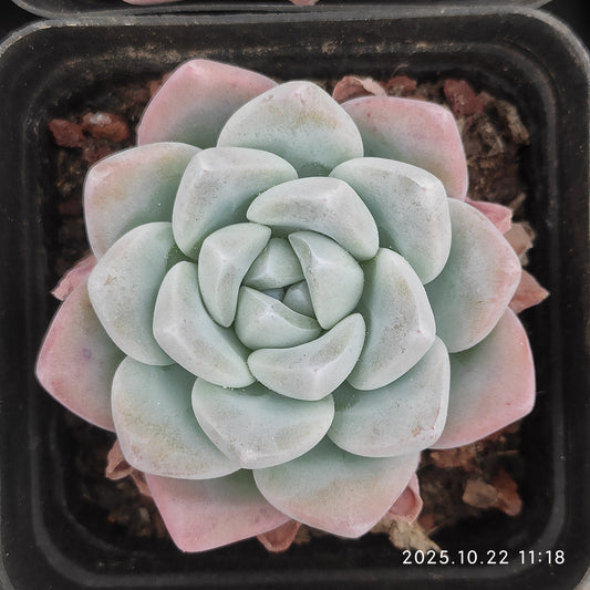 18854 Echeveria Jade Butterfly (7cm pot size)