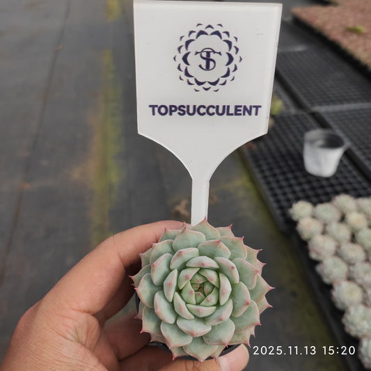 0120 Echeveria Tippy (5.5cm pot size)