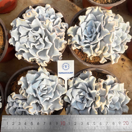23311 Echeveria Crispate Beauty (12cm pot size)