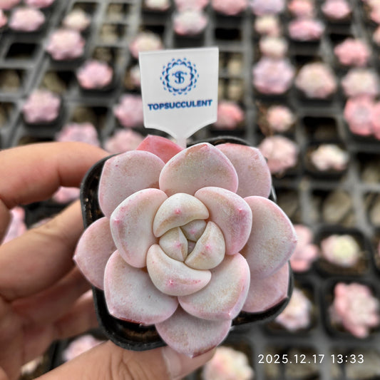 18540 Echeveria Thick Monroe Hyb (5.5cm pot size)