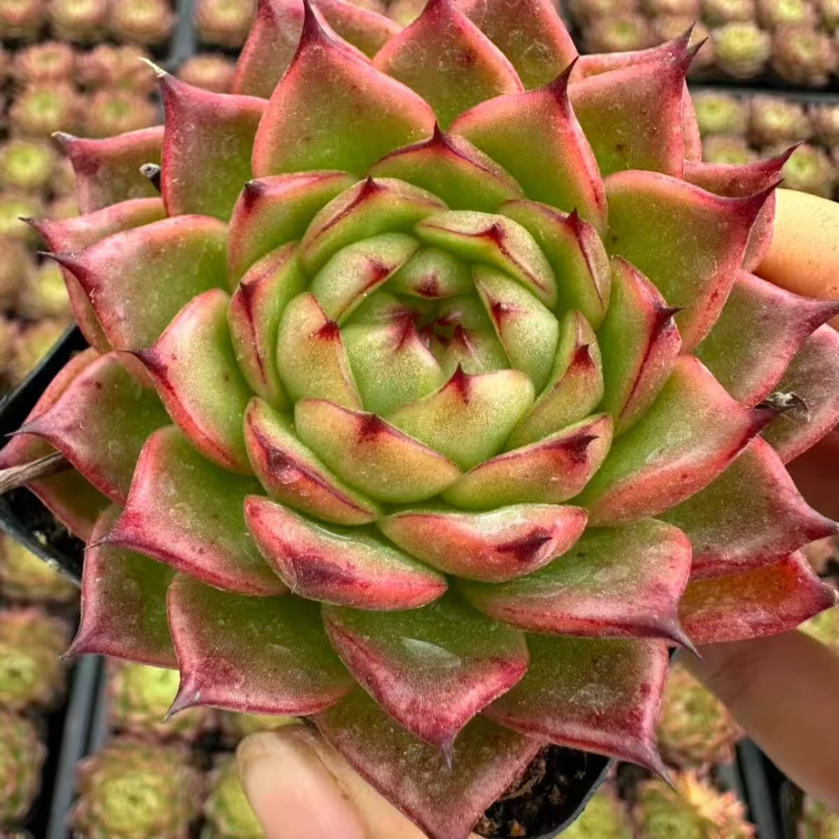 QNY153 Echeveria Pirates of the Caribbean(7cm pot size)