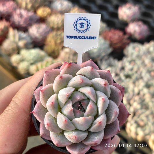 50186 Echeveria Alba Beauty (5.5cm pot size)