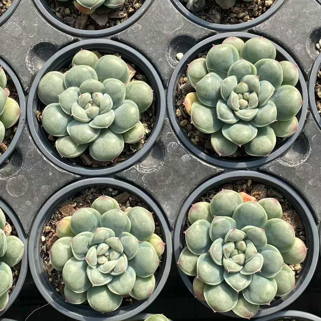 22800 Echeveria Abi Water Beads (9cm pot size)