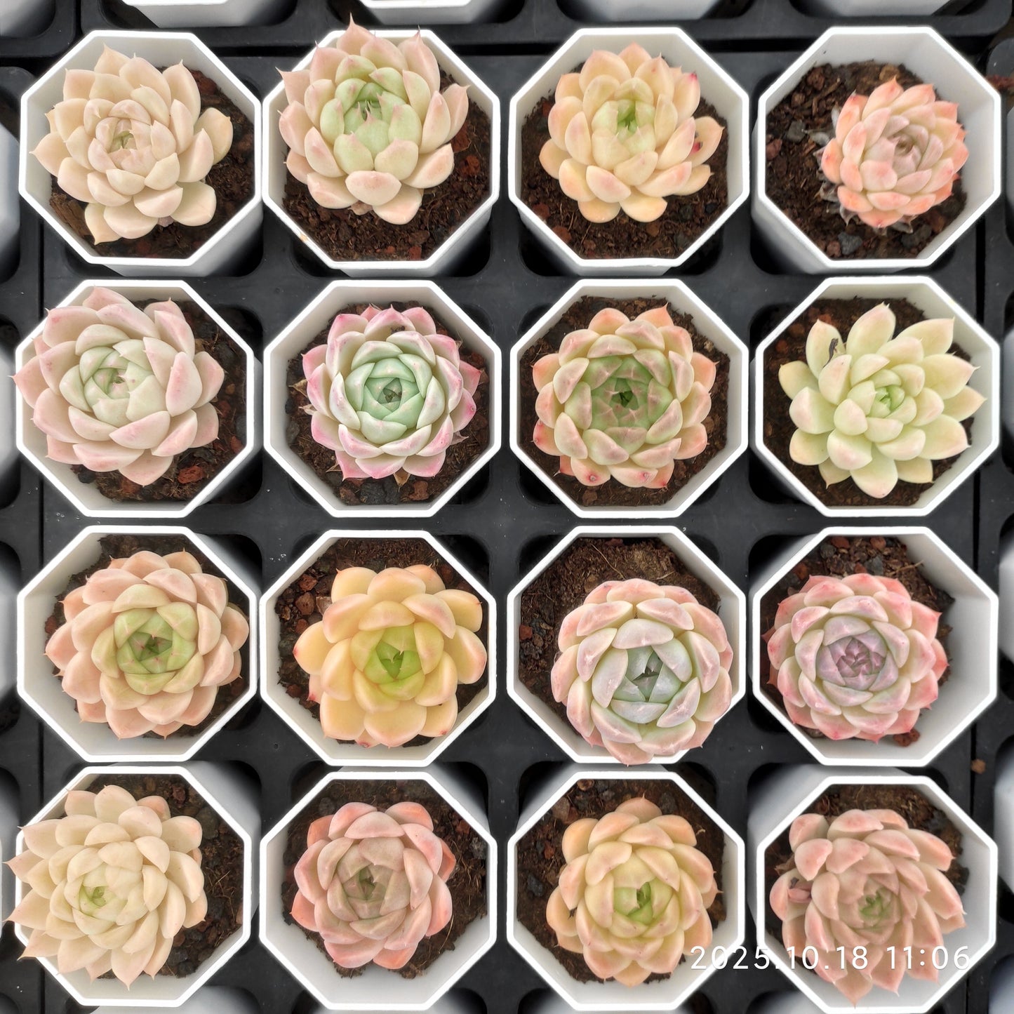 21567 Echeveria Queens Rose Hyb (7cm pot size)